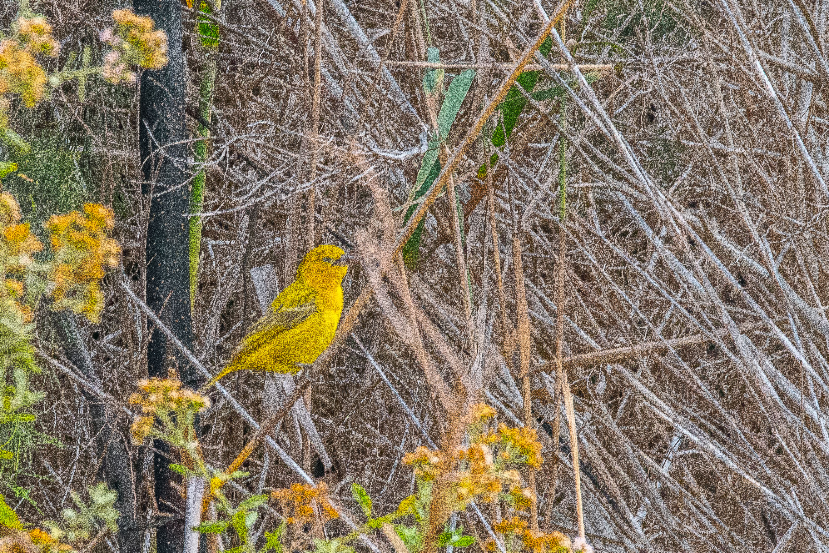 Tisserin safran (Holub's golden weaver, Ploceus xanthus), mâle adulte, Vallée de l'Hoarusib, Parc National de la Côte des Squelettes, Namibie.